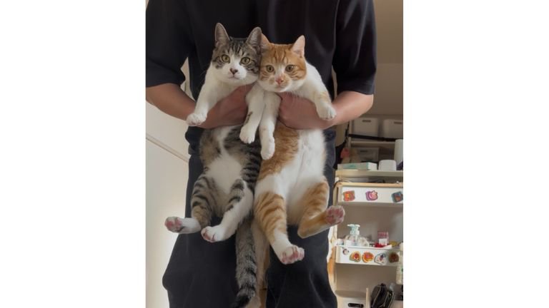 抱かれている猫