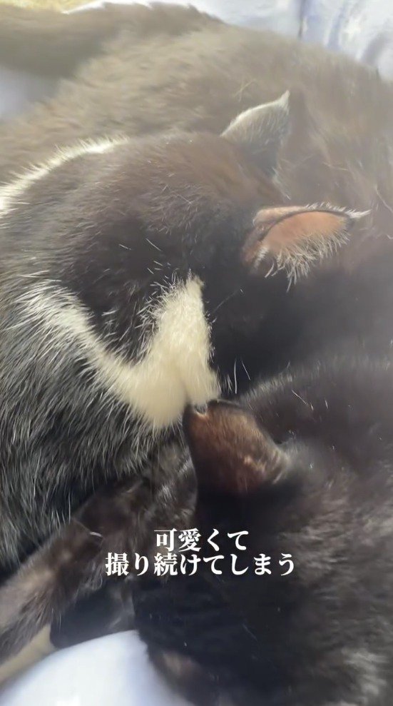 寄り添って眠る2匹の猫