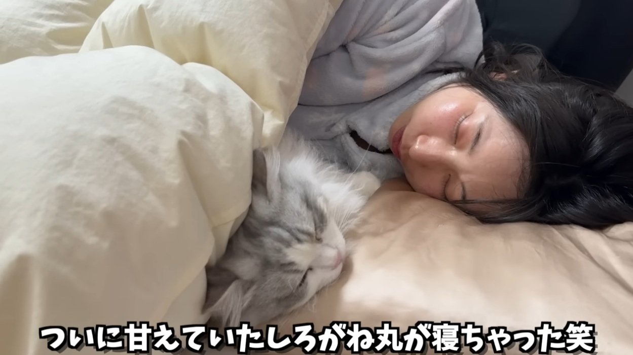 人間の隣で布団に入って寝る猫