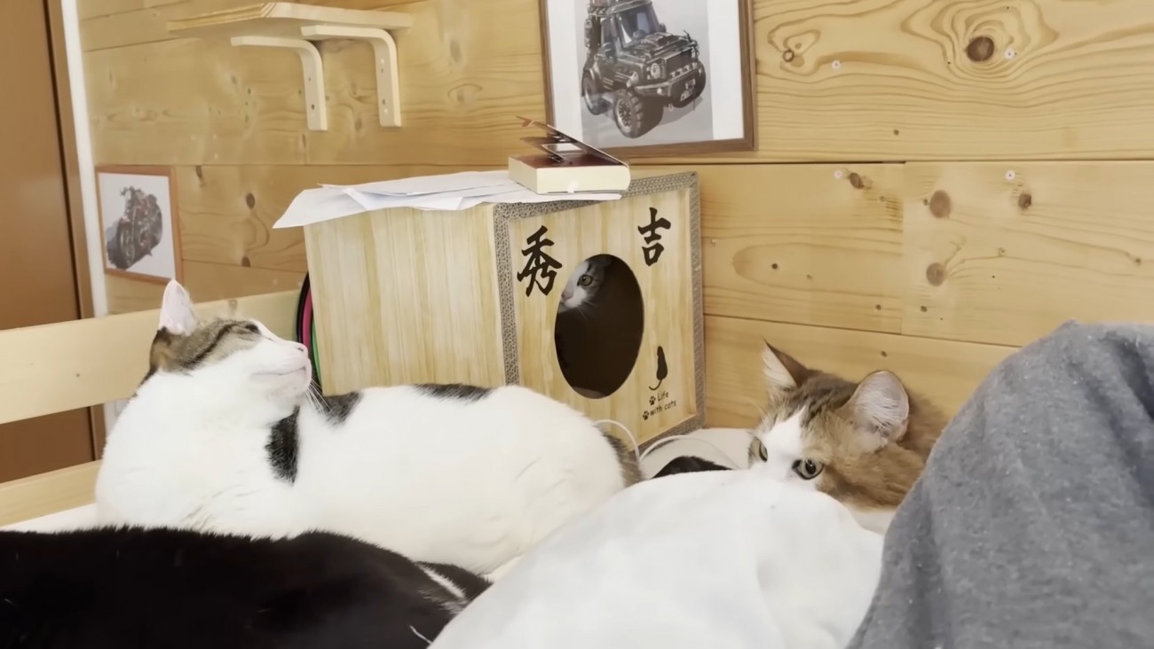 ハウスから顔を覗かせる猫ちゃん