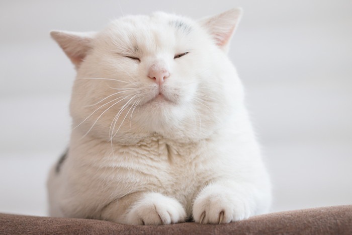 ぽっちゃり猫ちゃんにひそむ落とし穴