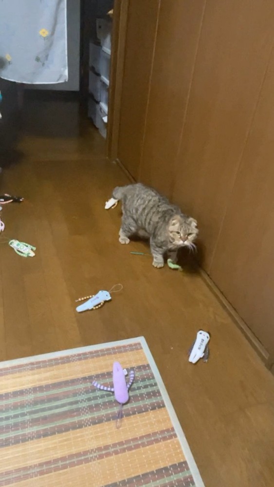 おもちゃを運ぶ猫さん