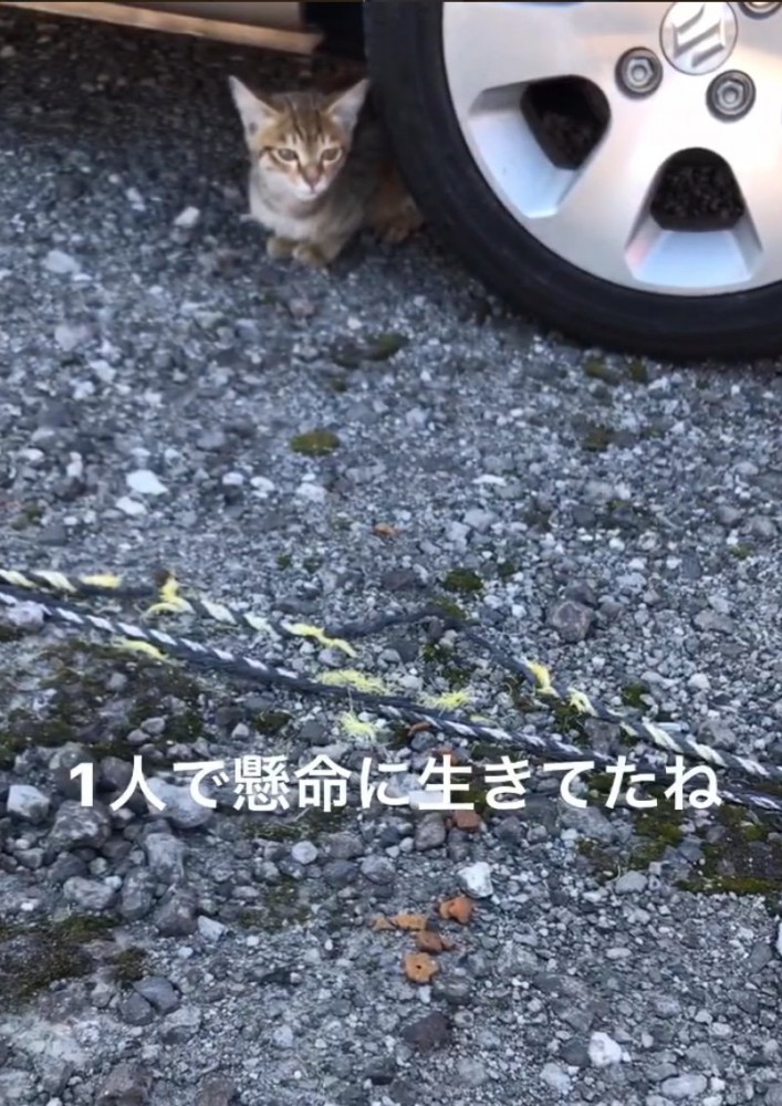 車の下に隠れる子猫