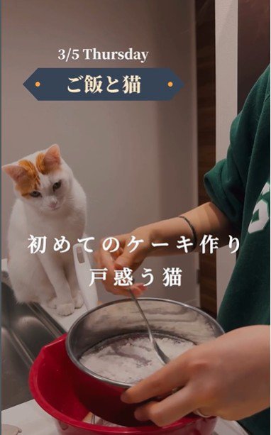 ケーキ作りを座って見ている猫