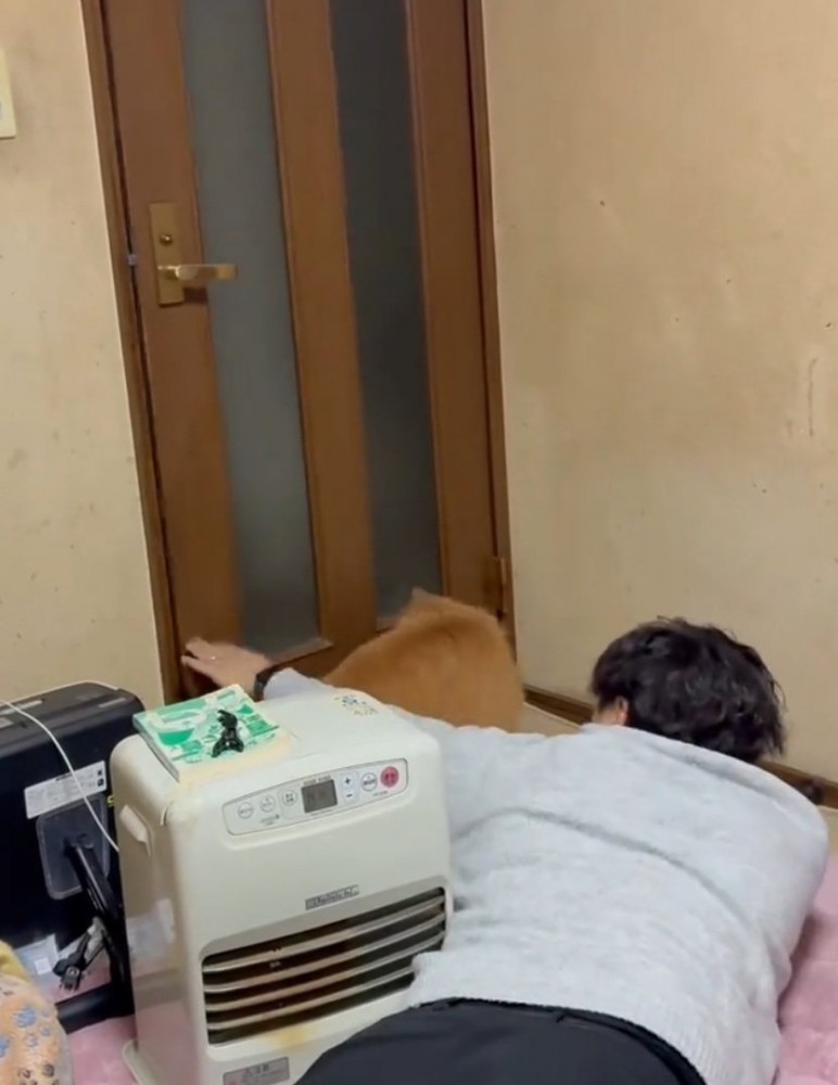 振り向こうとする猫