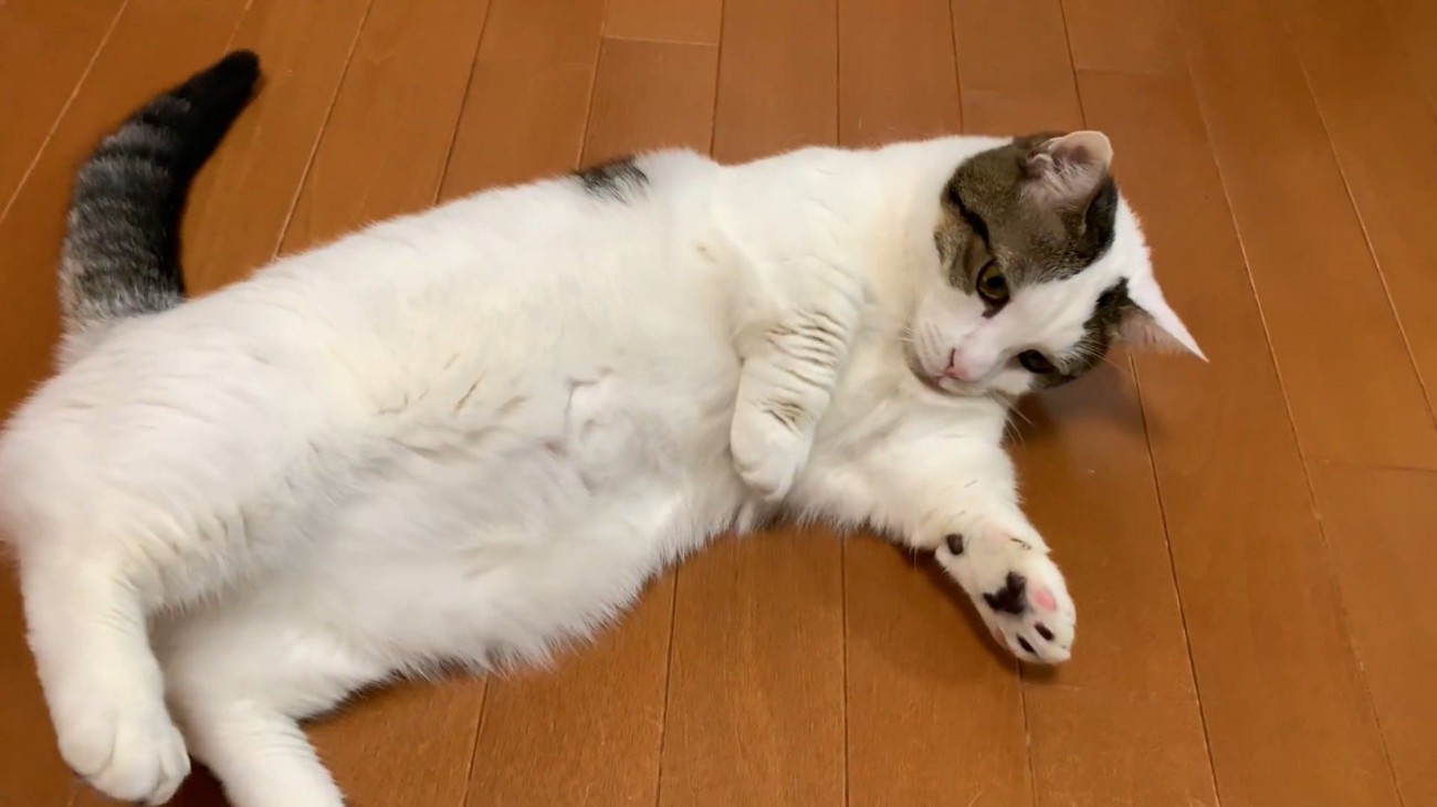 お腹を見せて転がっている猫