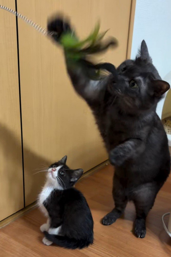 おもちゃで遊ぶ成猫