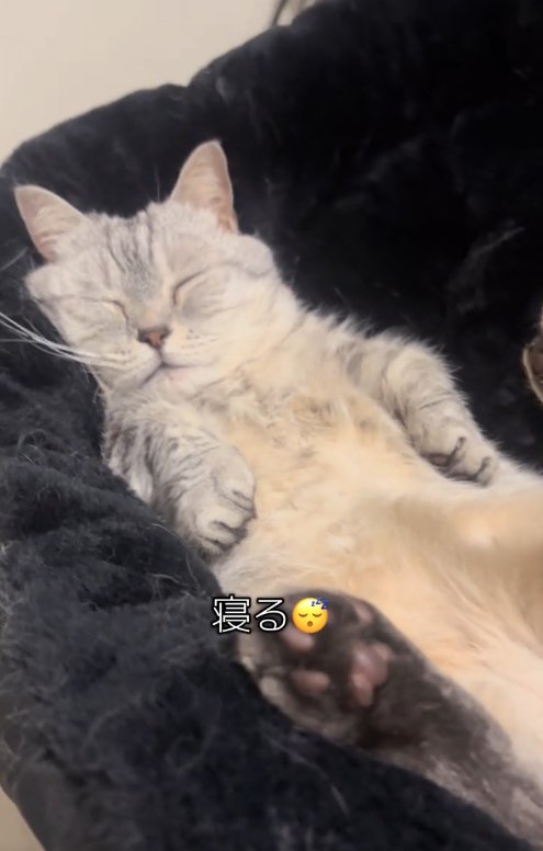 黒い椅子の上で仰向けで寝ている猫