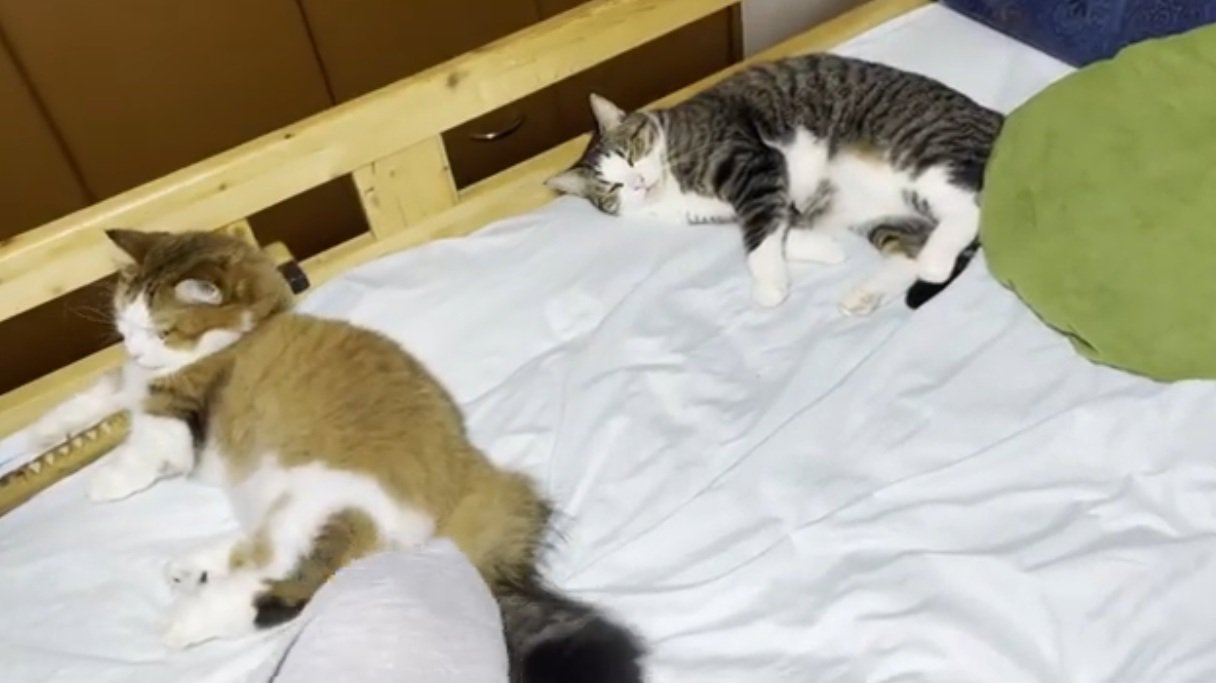 ベッドに寝転がっている猫