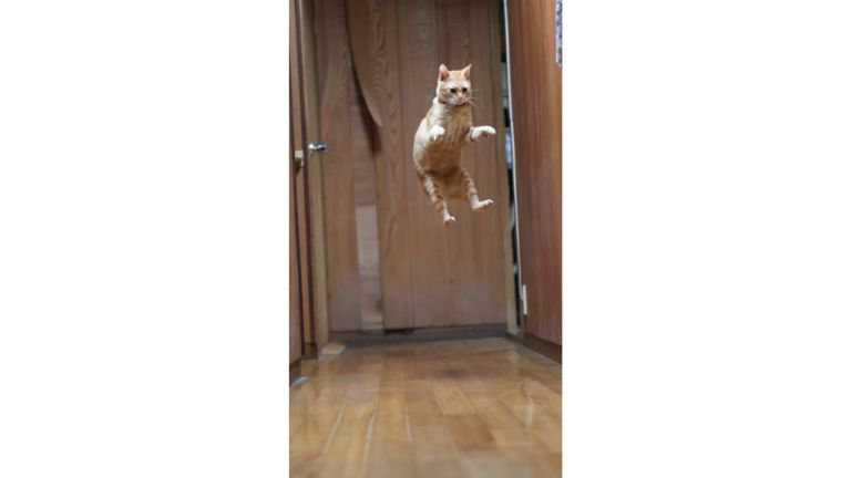 ジャンプした猫