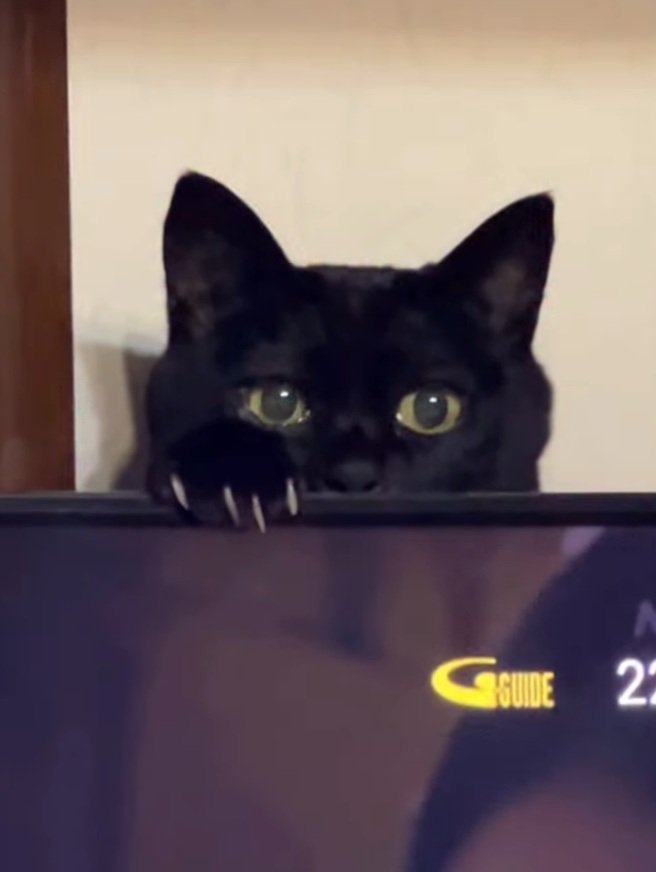 飼い主さんを見つめる猫