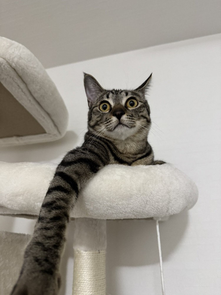 片手をキャットタワーからおろしてくつろぐ猫