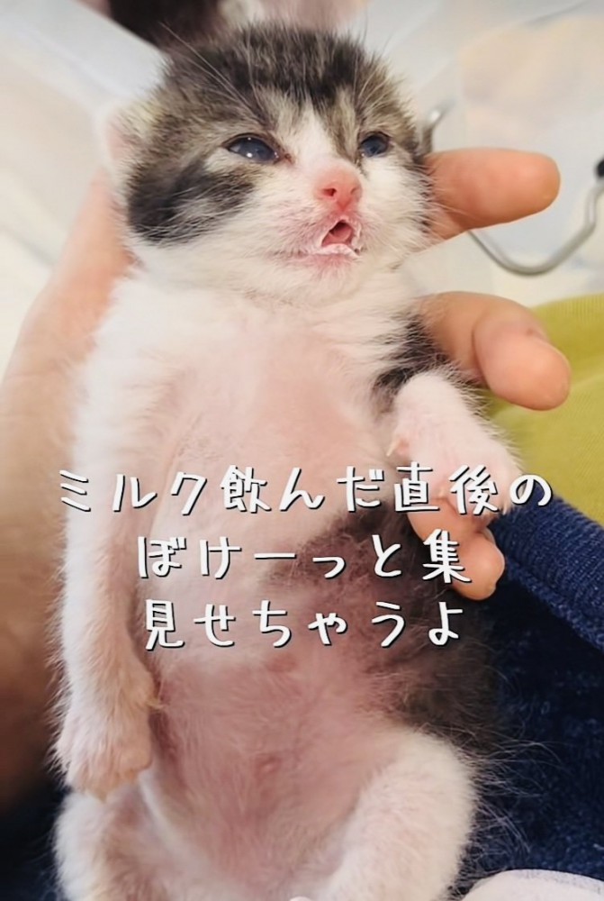 投稿主さんに抱っこされるミルクを飲んだ直後の赤ちゃん猫