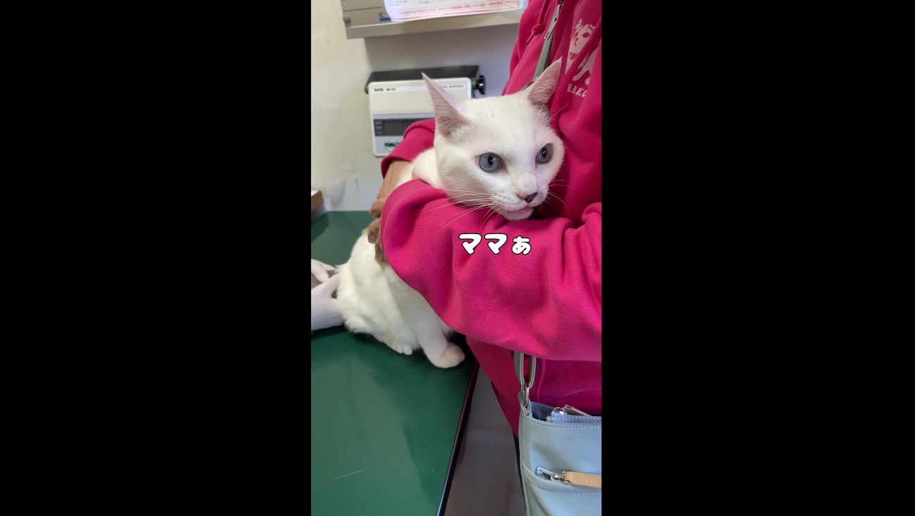 にゃーんと鳴くハクくん