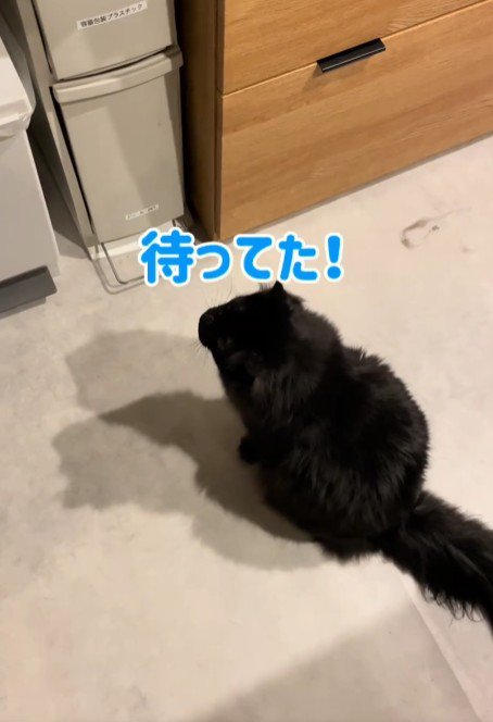 座っている黒猫