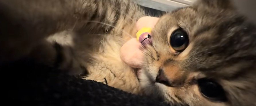 横になっている子猫
