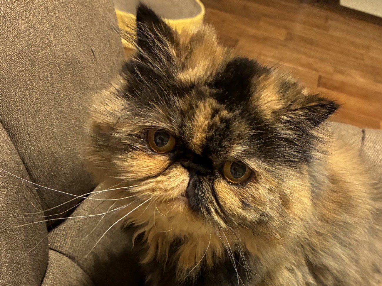 飼い主を見つめる猫