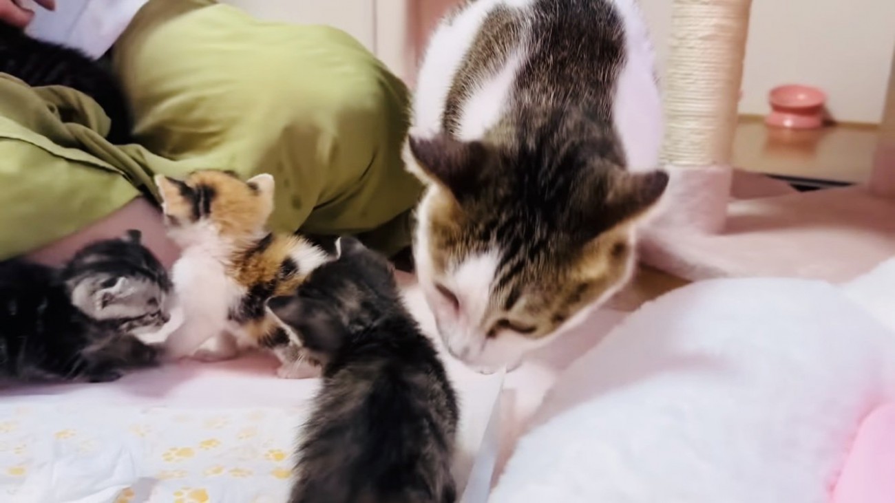 子猫の匂いを嗅ぐ保護猫