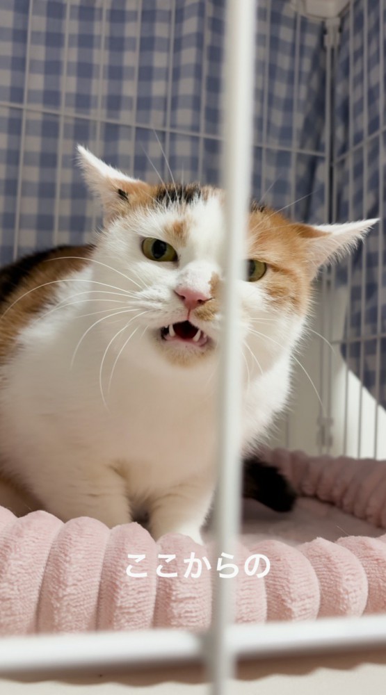 カメラを見て小さく口を開ける猫