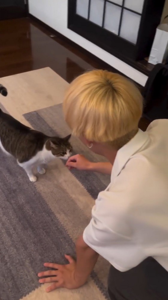 男性の手の匂いを嗅ぐ猫