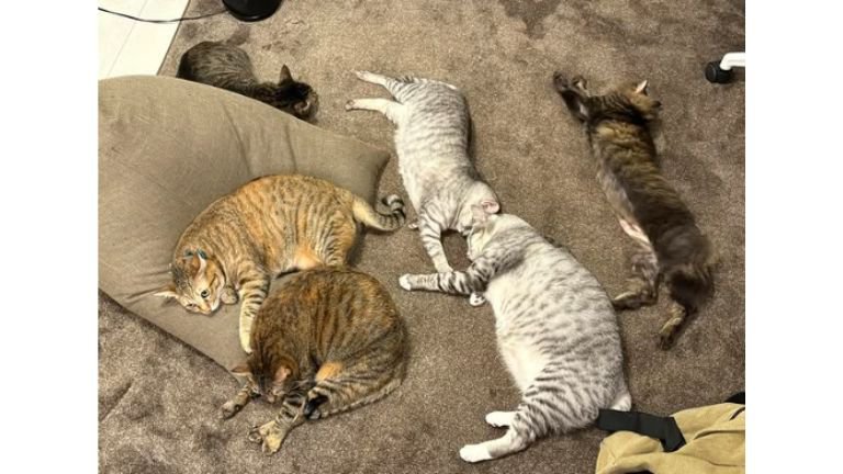 室内にいる猫たち