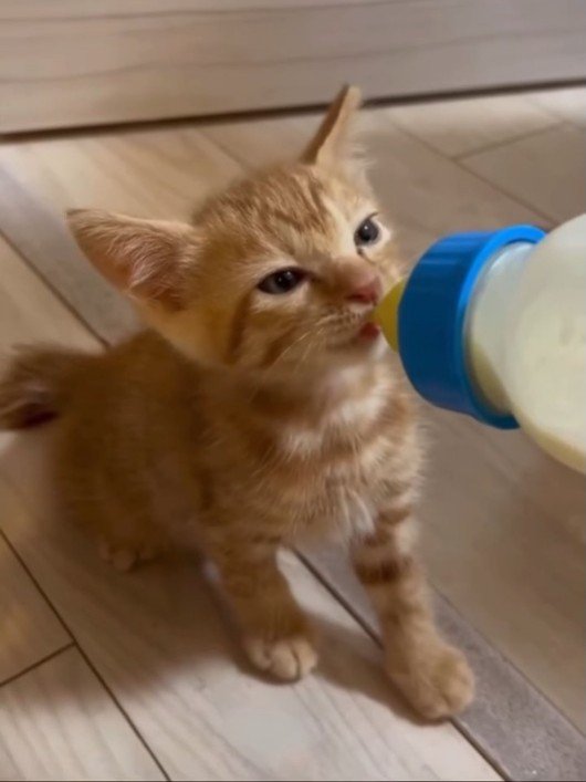 ミルクを飲む子猫