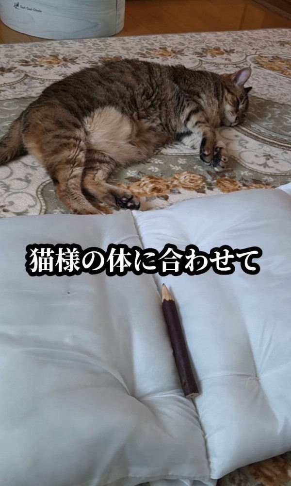 猫の体の長さを測る