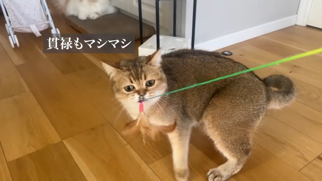 貫禄もマシマシ