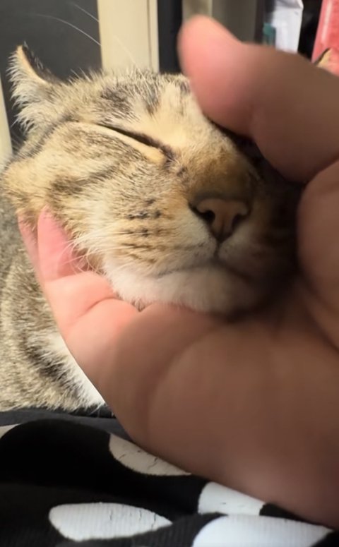 飼い主に片手で顔を撫でられて目を瞑っている猫