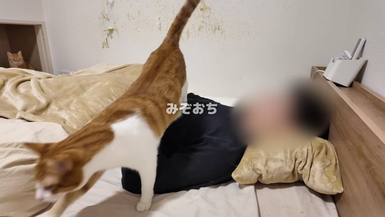 主さんを踏んでいくはっさくくん