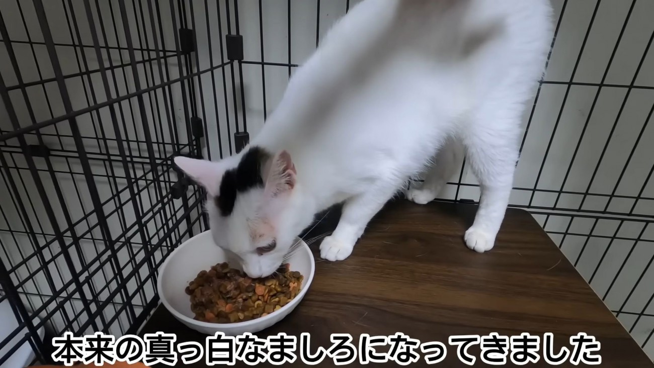 テロップ「本来の真っ白な～」