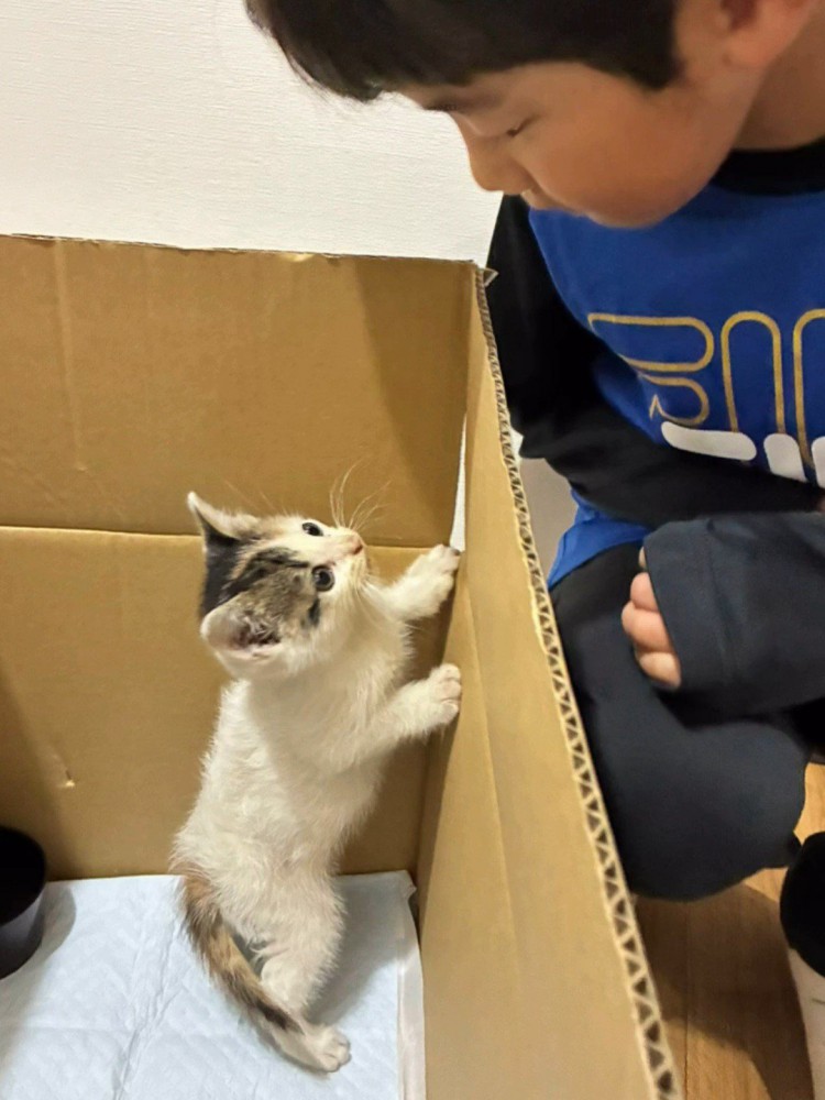 男の子を見る子猫