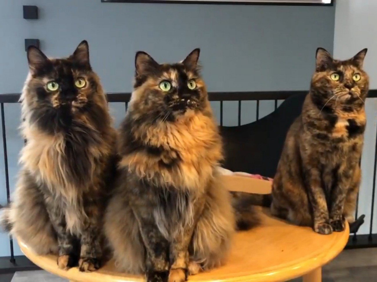 じっと左斜め方向を見つめるサビ猫3匹