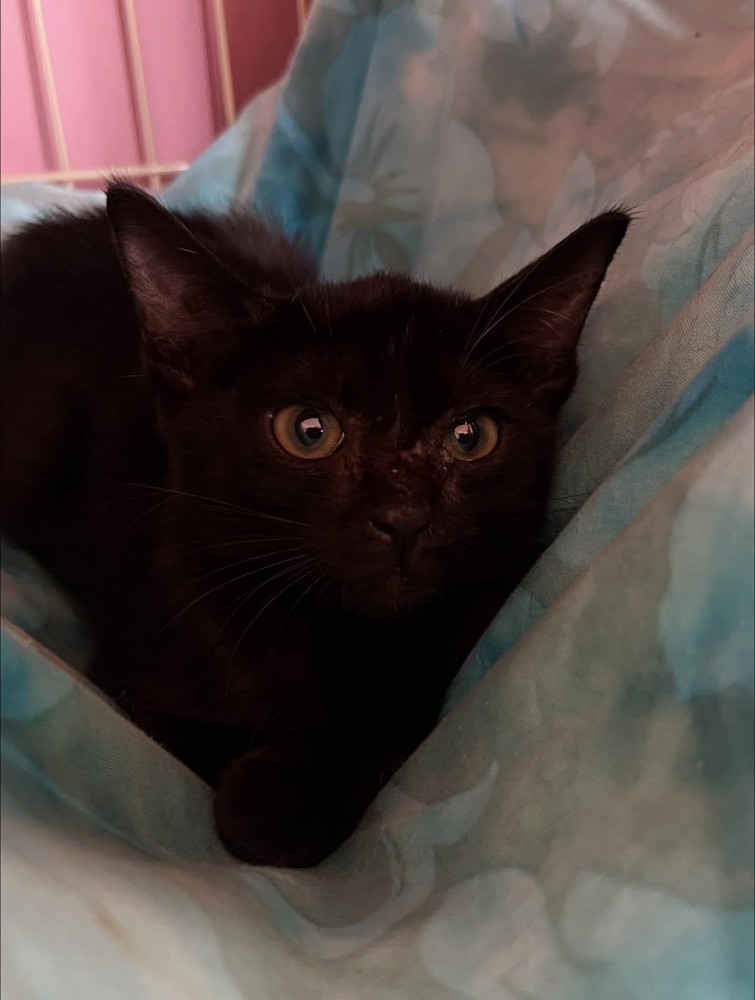 ハンモックに乗る子猫