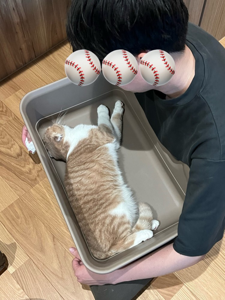 猫用トイレの中で伸びながら横になる猫の姿