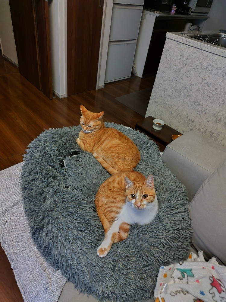 クッションに座る2匹の猫