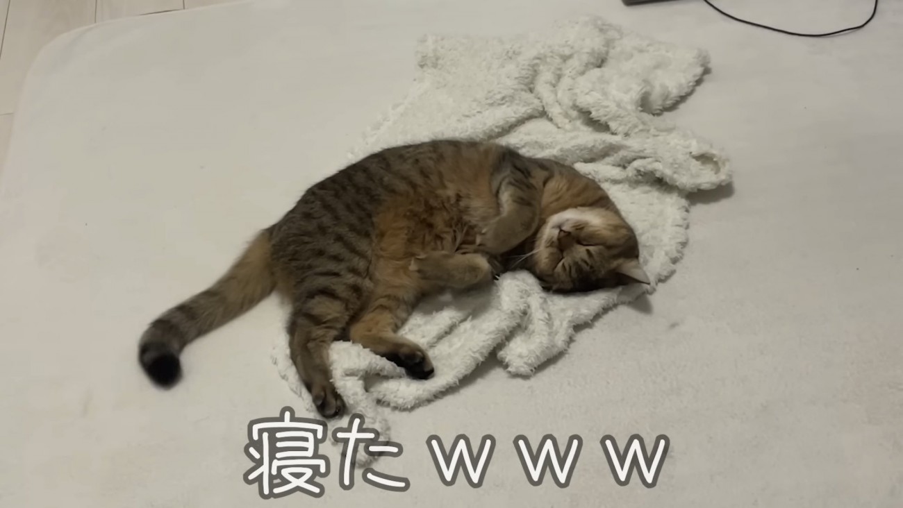 「寝たｗｗｗ」のテロップ写真