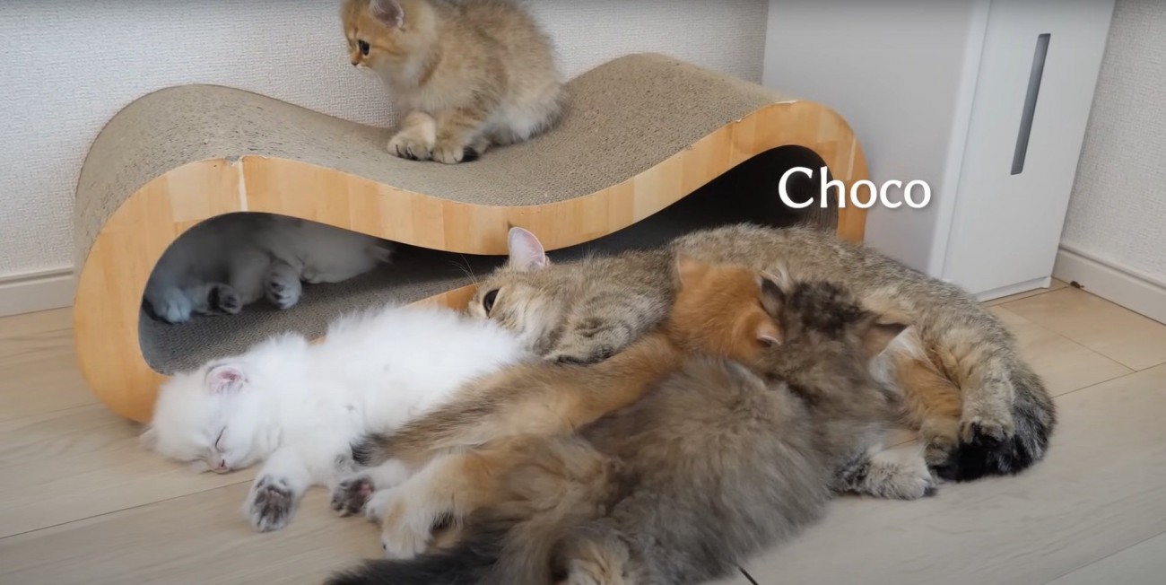 くつろぐ猫たち