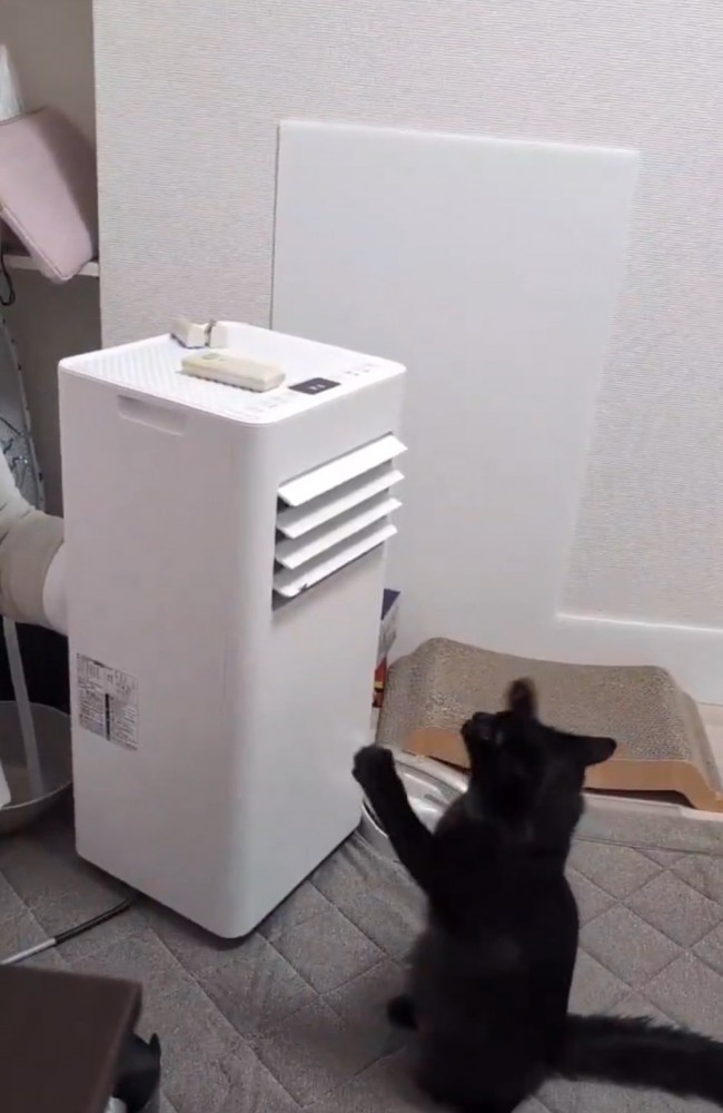 前足を前に出す猫