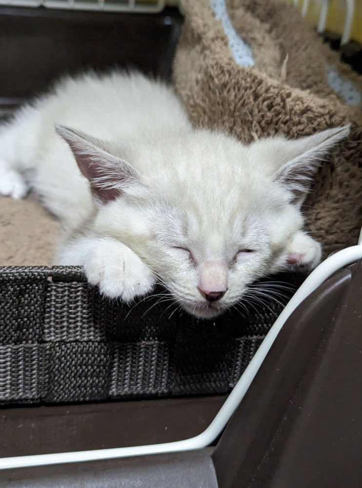 カゴの中で眠る白い子猫
