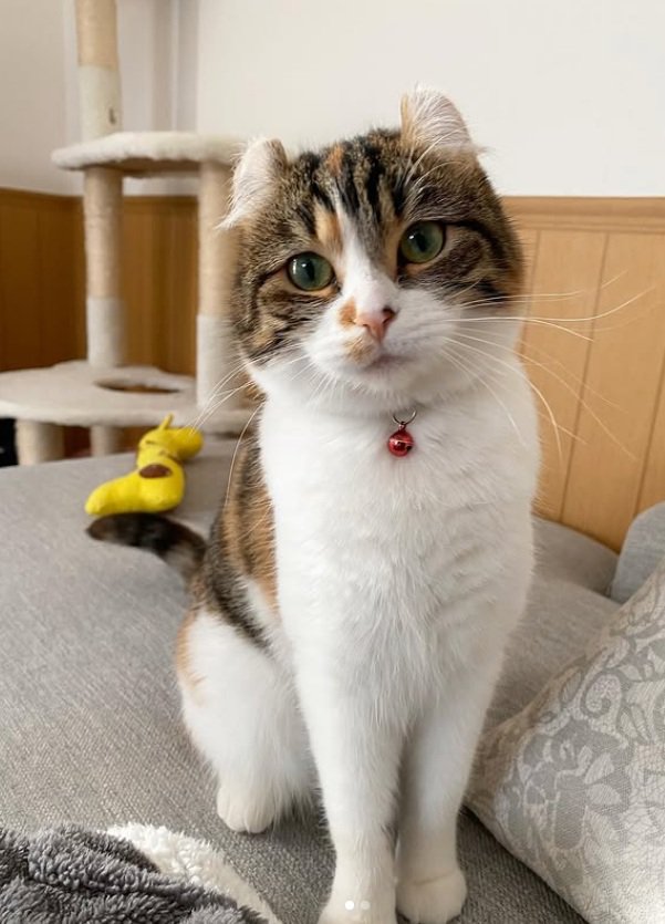 お澄まし猫