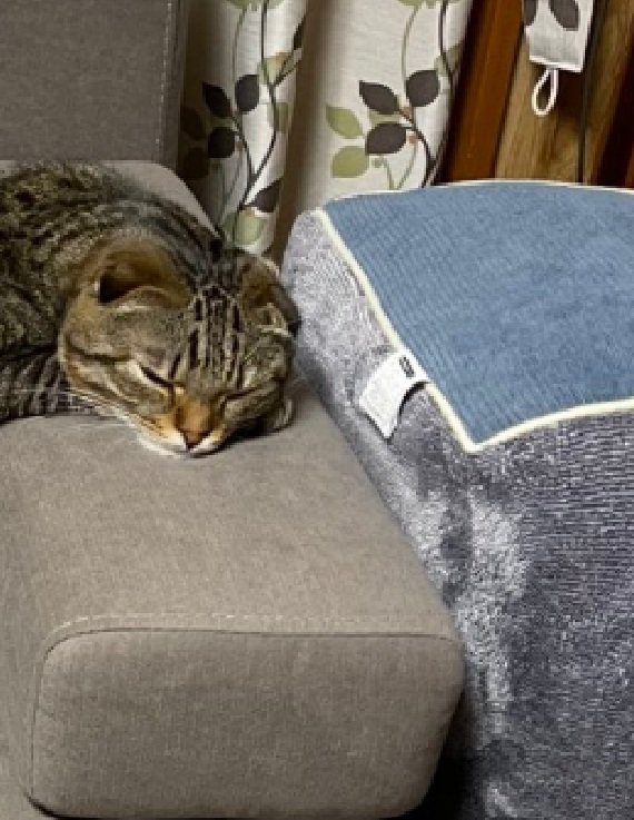 くつろぐ猫