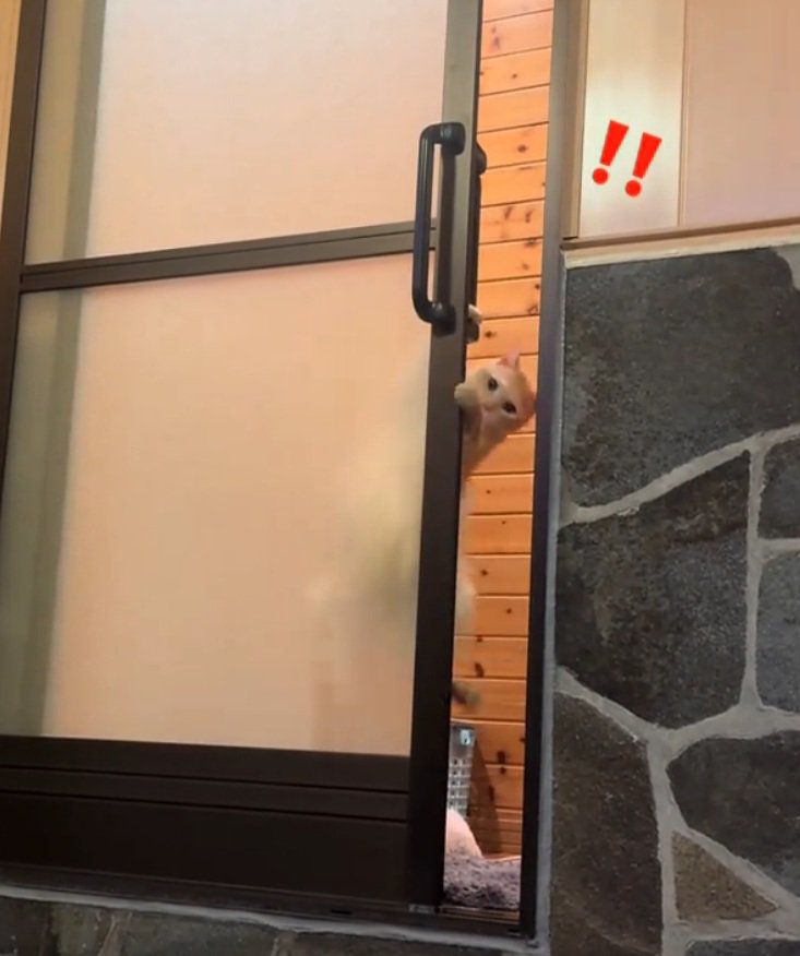 飼い主さんを見つめる猫