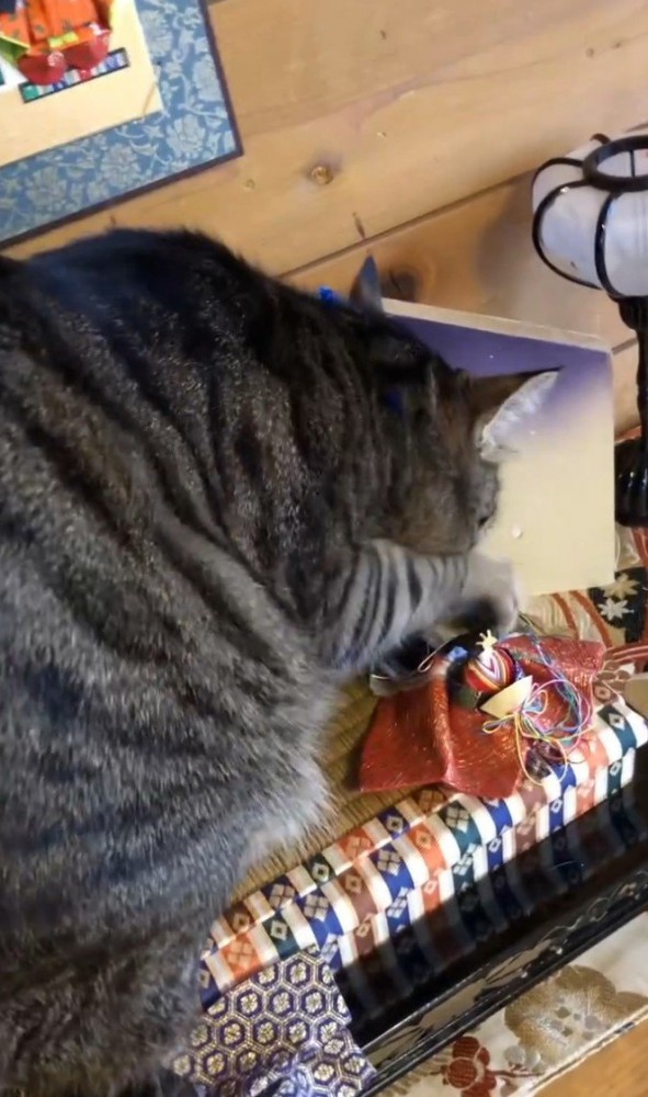 台座に乗って爪とぎする猫