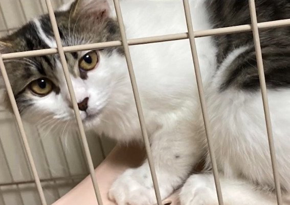 ケージ内で伏せる子猫