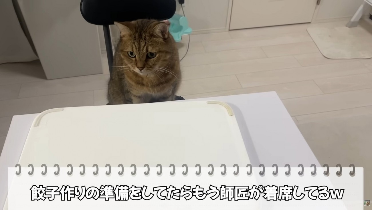 椅子に座っている猫