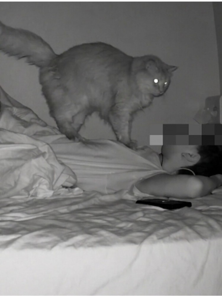 ベッドに横たわる人の上に乗る2匹の猫