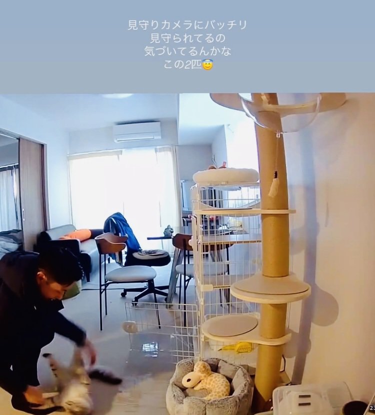 パパに遊んでもらう保護猫