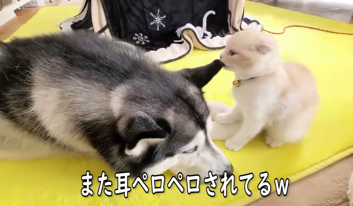 ハスキーの耳をなめる子猫