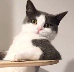 キャットタワーのボウルの縁に肘をついてカメラを見つめる猫